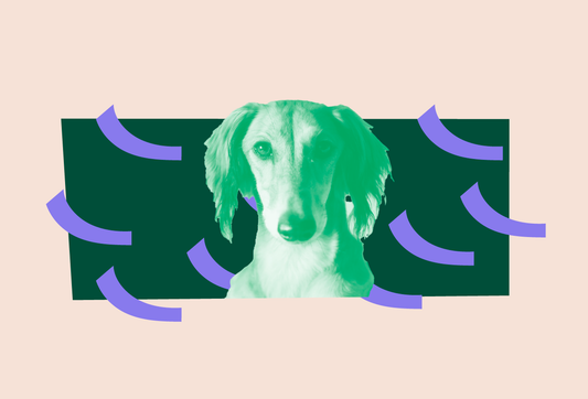 ¿Cuánto sueño necesita tu perro?